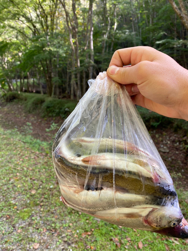 イワナの釣果