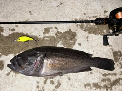 クロソイの釣果