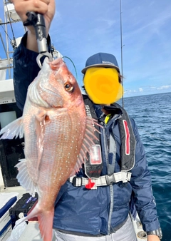 マダイの釣果