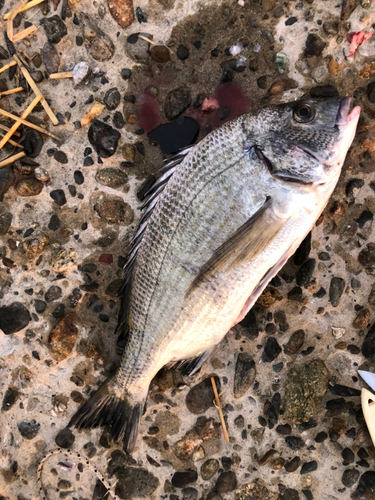 クロダイの釣果