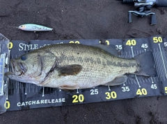 ブラックバスの釣果