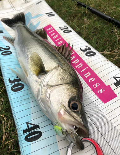 シーバスの釣果