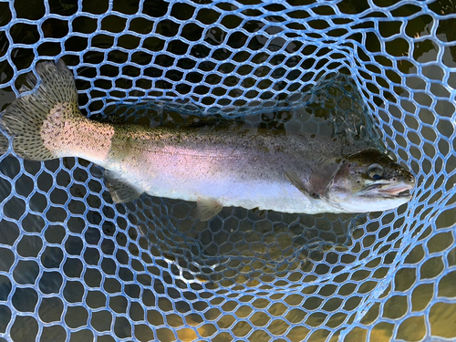 ニジマスの釣果