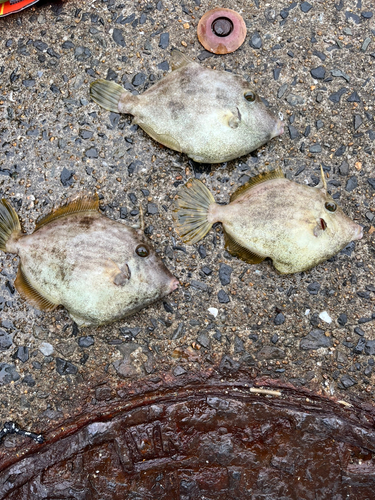 カワハギの釣果