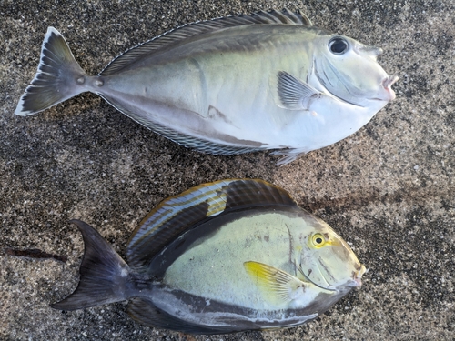 ヒメテングハギの釣果