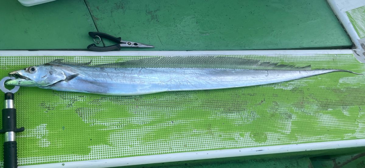 コッスーFさんの釣果 2枚目の画像