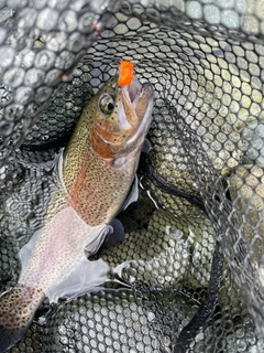 ニジマスの釣果