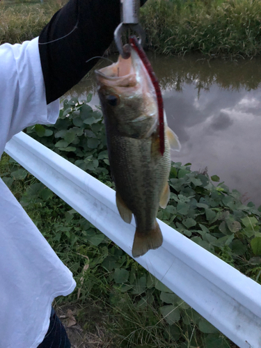 ラージマウスバスの釣果