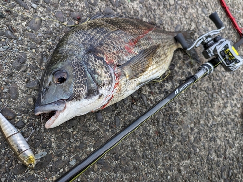 チヌの釣果