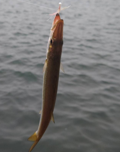 カマスの釣果