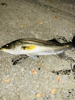 シーバスの釣果