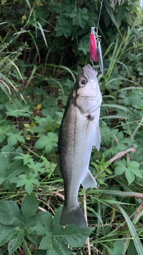 セイゴ（マルスズキ）の釣果