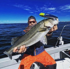 シーバスの釣果