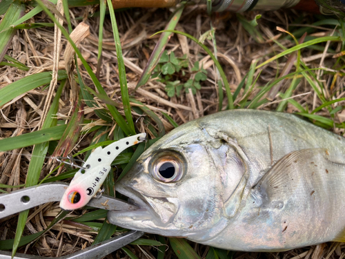 メッキの釣果