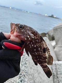 キジハタの釣果