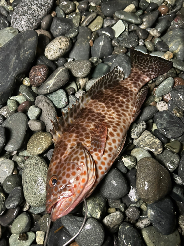 オオモンハタの釣果