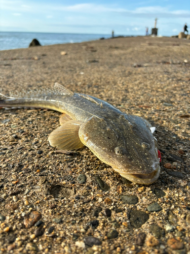 マゴチの釣果