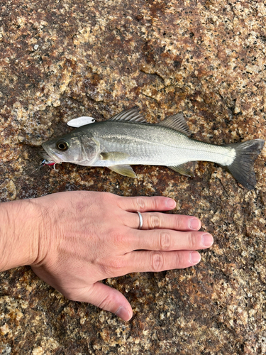 セイゴ（マルスズキ）の釣果