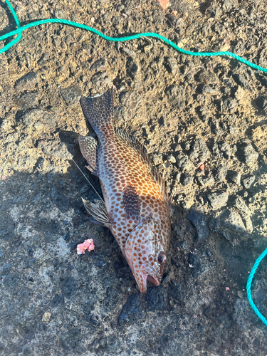 オオモンハタの釣果