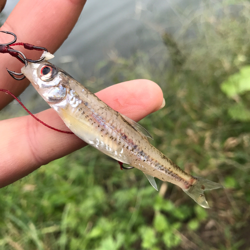 モロコの釣果