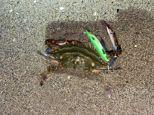 カニの釣果