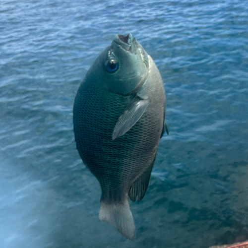 メジナの釣果