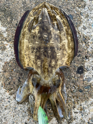 コウイカの釣果