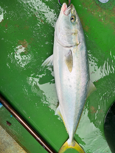 ワラサの釣果