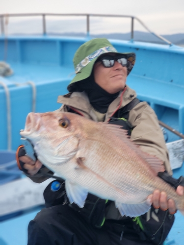 マダイの釣果