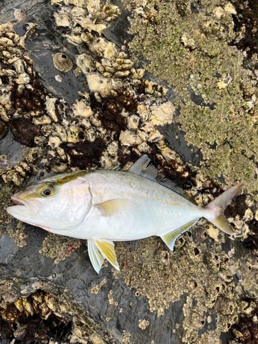 ショゴの釣果