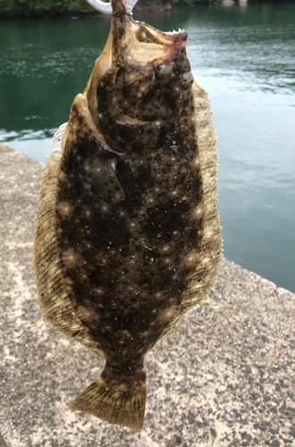 ソゲの釣果