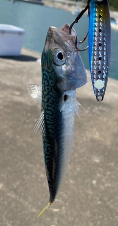 マサバの釣果