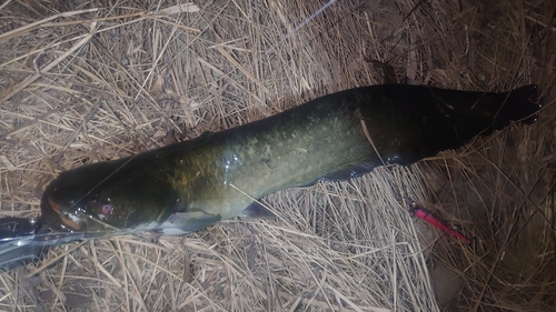 ナマズの釣果