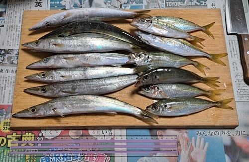 アジの釣果