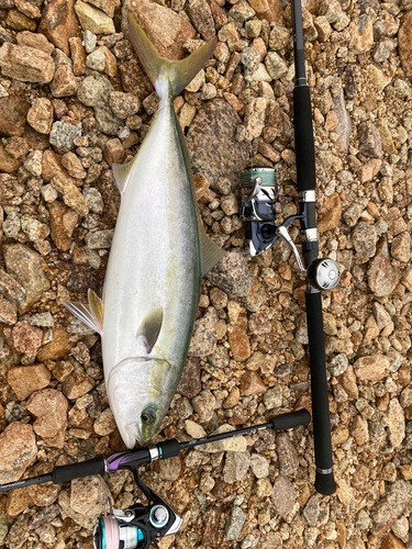 ハマチの釣果