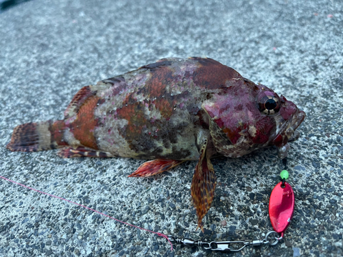 ヨロイメバルの釣果