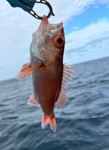 アカムツの釣果