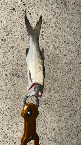 ツバメコノシロの釣果