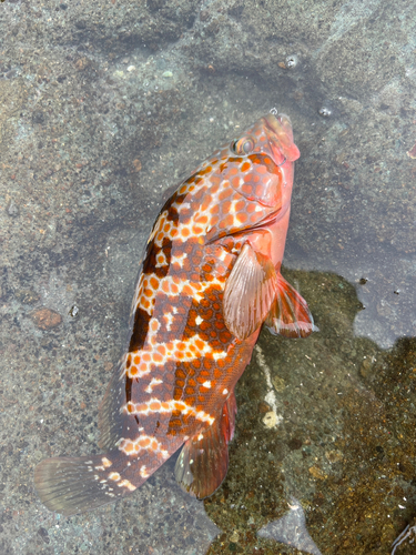 キジハタの釣果