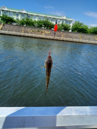 マハゼの釣果