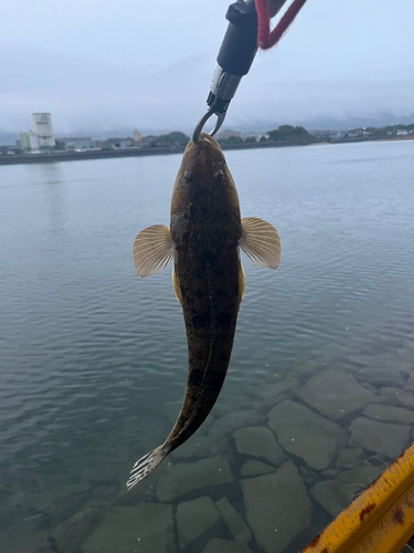 マゴチの釣果