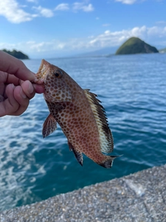 オオモンハタの釣果