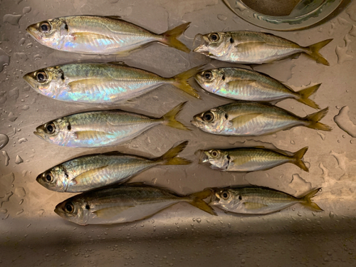 アジの釣果