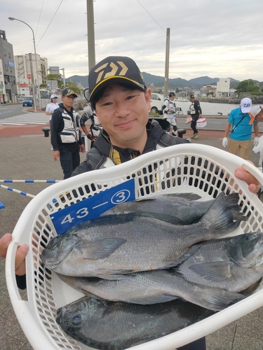 メジナの釣果