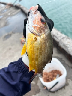 オキフエダイの釣果