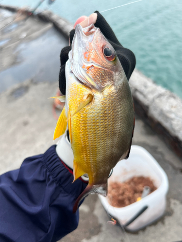 オキフエダイの釣果