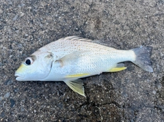 ホシミゾイサキの釣果