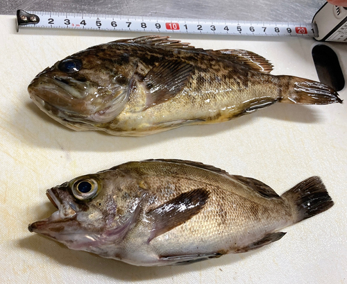 クロソイの釣果