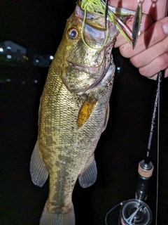 ラージマウスバスの釣果