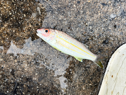 コハクヒメジの釣果